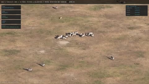 WOLF command interface showing aerial wildlife intelligence