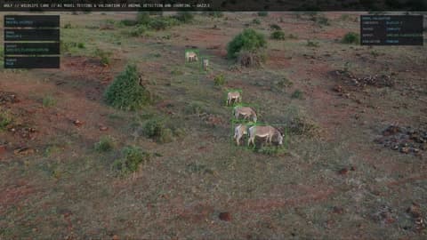 WOLF aerial detection of zebra herd on reserve